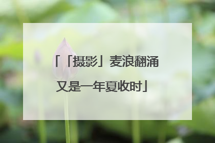 「摄影」麦浪翻涌 又是一年夏收时