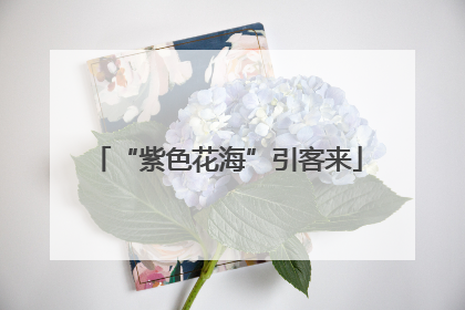 “紫色花海”引客来