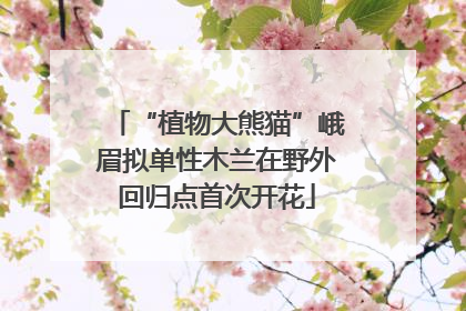 “植物大熊猫”峨眉拟单性木兰在野外回归点首次开花
