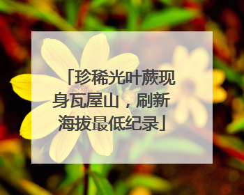 珍稀光叶蕨现身瓦屋山，刷新海拔最低纪录