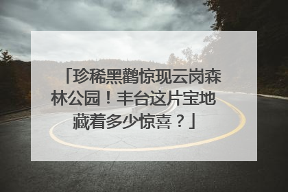 珍稀黑鹳惊现云岗森林公园！丰台这片宝地藏着多少惊喜？