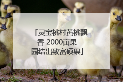 灵宝桃村黄桃飘香 2000亩果园结出致富硕果