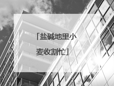 盐碱地里小麦收割忙