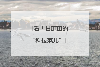 看！甘蔗田的“科技范儿”