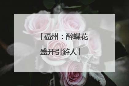 福州：醉蝶花盛开引游人