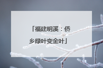 福建明溪：侨乡绿叶变金叶