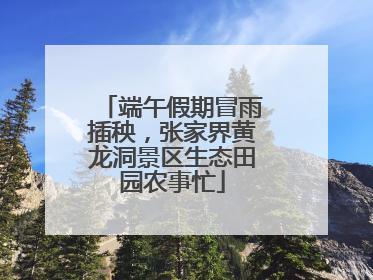 端午假期冒雨插秧，张家界黄龙洞景区生态田园农事忙