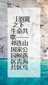 羽翼之下 生命共歌——祁连山国家公园候选区青海片区鸟类观察手记