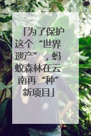为了保护这个“世界遗产”，蚂蚁森林在云南再“种”新项目