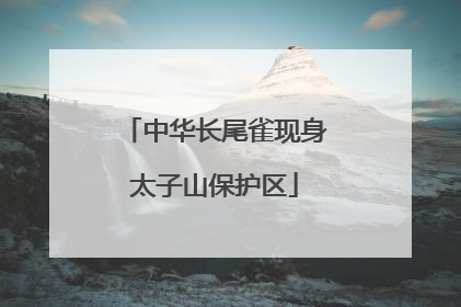 中华长尾雀现身太子山保护区