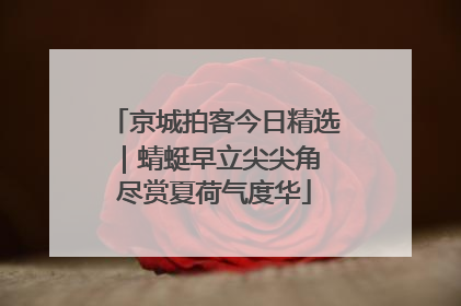 京城拍客今日精选｜蜻蜓早立尖尖角 尽赏夏荷气度华