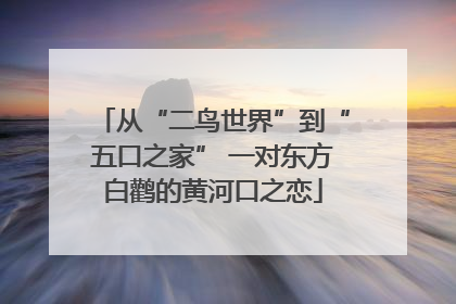 从“二鸟世界”到“五口之家” 一对东方白鹳的黄河口之恋