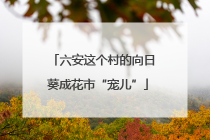 六安这个村的向日葵成花市“宠儿”