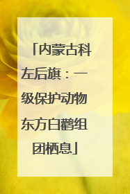 内蒙古科左后旗：一级保护动物东方白鹳组团栖息