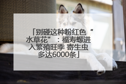 别碰这种粉红色“水草花”：福寿螺进入繁殖旺季 寄生虫多达6000条