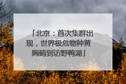 北京：首次集群出现，世界极危物种黄胸鹀到访野鸭湖