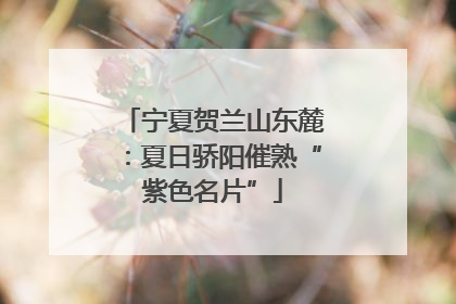 宁夏贺兰山东麓：夏日骄阳催熟“紫色名片”