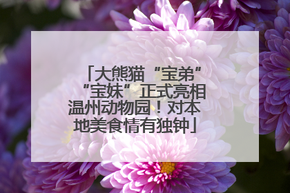 大熊猫“宝弟”“宝妹”正式亮相温州动物园！对本地美食情有独钟