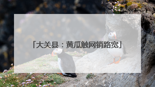 大关县：黄瓜触网销路宽