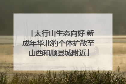 太行山生态向好 新成年华北豹个体扩散至山西和顺县城附近