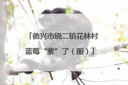 德兴市绕二镇花林村蓝莓“紫”了（图）