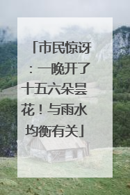 市民惊讶：一晚开了十五六朵昙花！与雨水均衡有关