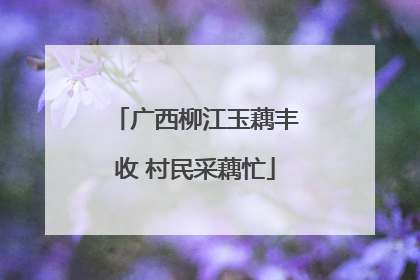 广西柳江玉藕丰收 村民采藕忙