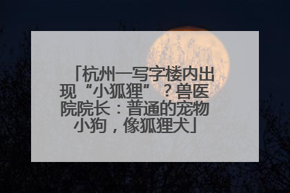 杭州一写字楼内出现“小狐狸”？兽医院院长：普通的宠物小狗，像狐狸犬