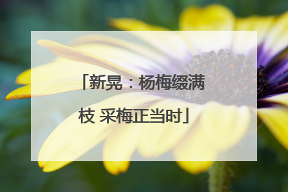 新晃：杨梅缀满枝 采梅正当时