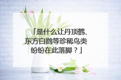 是什么让丹顶鹤、东方白鹳等珍稀鸟类纷纷在此落脚？