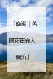 晚潮｜苦楝花在夏天飘落