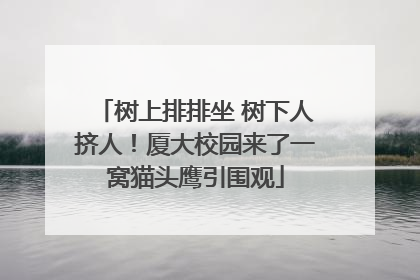 树上排排坐 树下人挤人！厦大校园来了一窝猫头鹰引围观