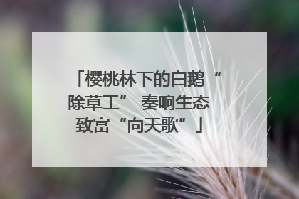 樱桃林下的白鹅“除草工” 奏响生态致富“向天歌”