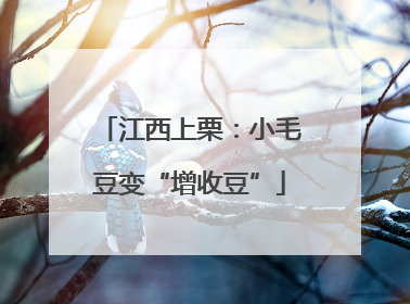 江西上栗：小毛豆变“增收豆”