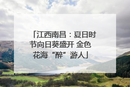 江西南昌：夏日时节向日葵盛开 金色花海“醉”游人