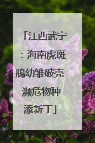 江西武宁：海南虎斑鳽幼雏破壳 濒危物种添新丁