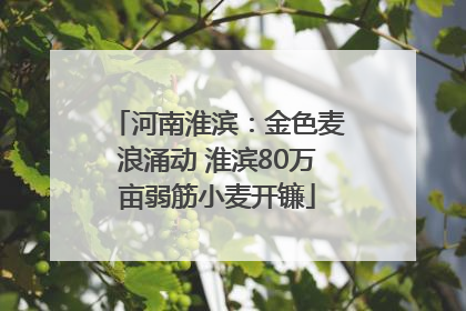 河南淮滨：金色麦浪涌动 淮滨80万亩弱筋小麦开镰