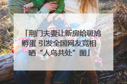 荆门夫妻让新房给斑鸠孵蛋 引发全国网友竞相晒“人鸟共处”图