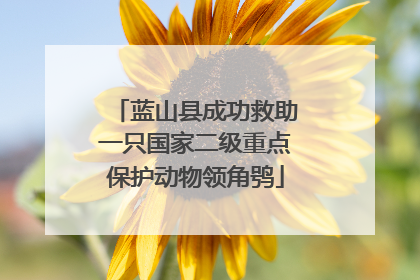 蓝山县成功救助一只国家二级重点保护动物领角鸮