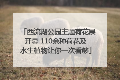 西流湖公园主题荷花展开幕 110余种荷花及水生植物让你一次看够