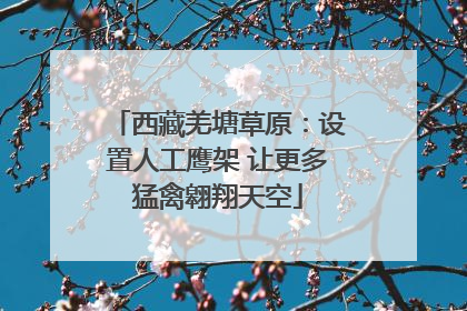 西藏羌塘草原：设置人工鹰架 让更多猛禽翱翔天空