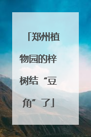 郑州植物园的梓树结“豆角”了