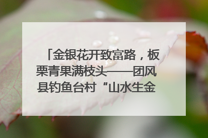 金银花开致富路，板栗青果满枝头——团风县钓鱼台村“山水生金”谱写共富新篇章