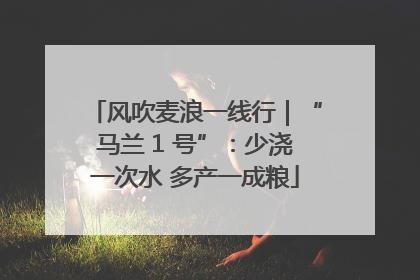 风吹麦浪一线行｜“马兰 1 号”：少浇一次水 多产一成粮