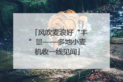 风吹麦浪好“丰”景——多地小麦机收一线见闻