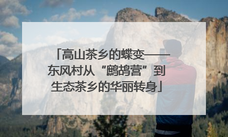 高山茶乡的蝶变——东风村从“鹧鸪营”到生态茶乡的华丽转身