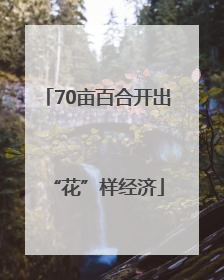 70亩百合开出“花”样经济