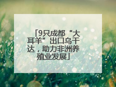 9只成都“大耳羊”出口乌干达，助力非洲养殖业发展
